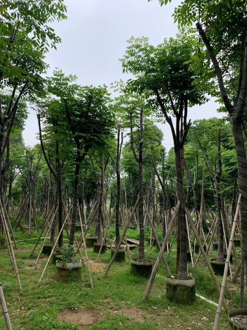 低价供应自家8-20分台湾栾树袋苗，量大价优！