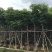 低价供应自家8-20分台湾栾树袋苗，量大价优！