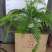 霸王蕨长叶肾蕨波斯顿蕨大型蕨类植物垂钓水培喜阴热带盆栽绿