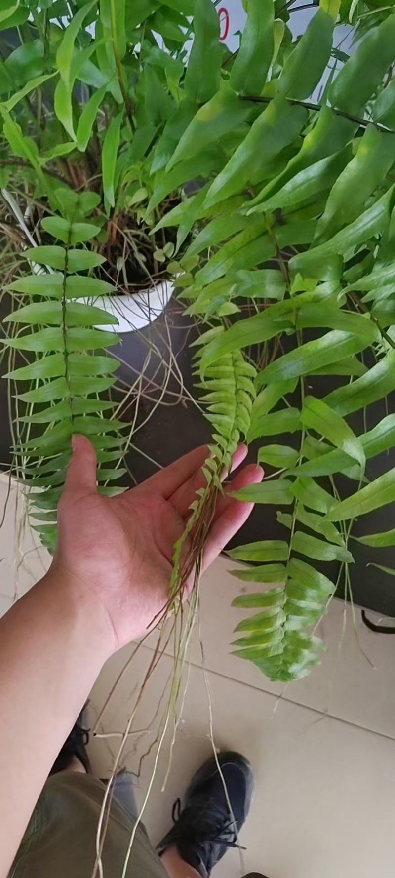 霸王蕨长叶肾蕨波斯顿蕨大型蕨类植物垂钓水培喜阴热带盆栽绿