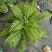 霸王蕨长叶肾蕨波斯顿蕨大型蕨类植物垂钓水培喜阴热带盆栽绿