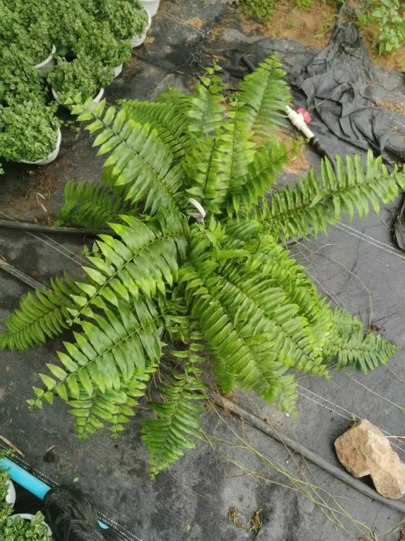 霸王蕨长叶肾蕨波斯顿蕨大型蕨类植物垂钓水培喜阴热带盆栽绿