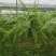 霸王蕨长叶肾蕨波斯顿蕨大型蕨类植物垂钓水培喜阴热带盆栽绿