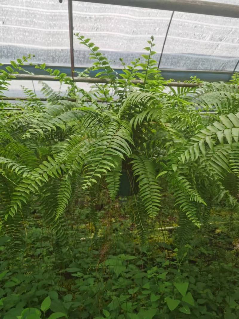 霸王蕨长叶肾蕨波斯顿蕨大型蕨类植物垂钓水培喜阴热带盆栽绿