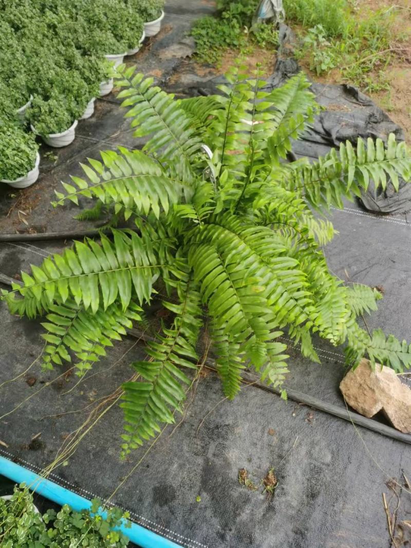 霸王蕨长叶肾蕨波斯顿蕨大型蕨类植物垂钓水培喜阴热带盆栽绿