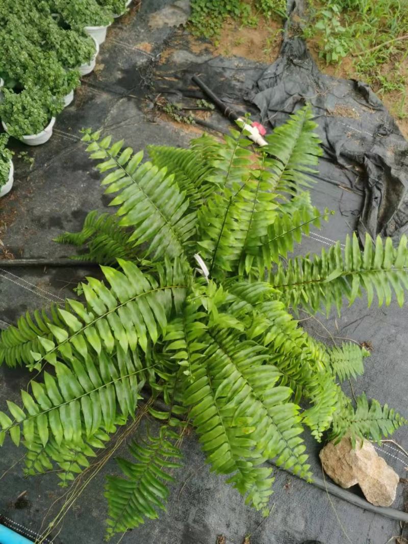 霸王蕨长叶肾蕨波斯顿蕨大型蕨类植物垂钓水培喜阴热带盆栽绿