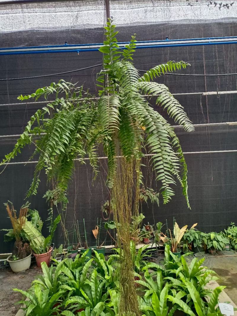 霸王蕨长叶肾蕨波斯顿蕨大型蕨类植物垂钓水培喜阴热带盆栽绿