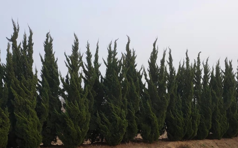 1.5米至5米高度单头龙柏树，树形美丽，不脱不糊。