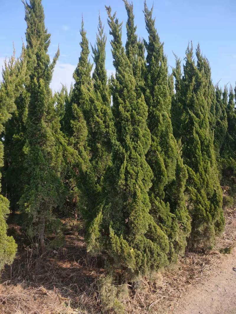 1.5米至5米高度单头龙柏树，树形美丽，不脱不糊。