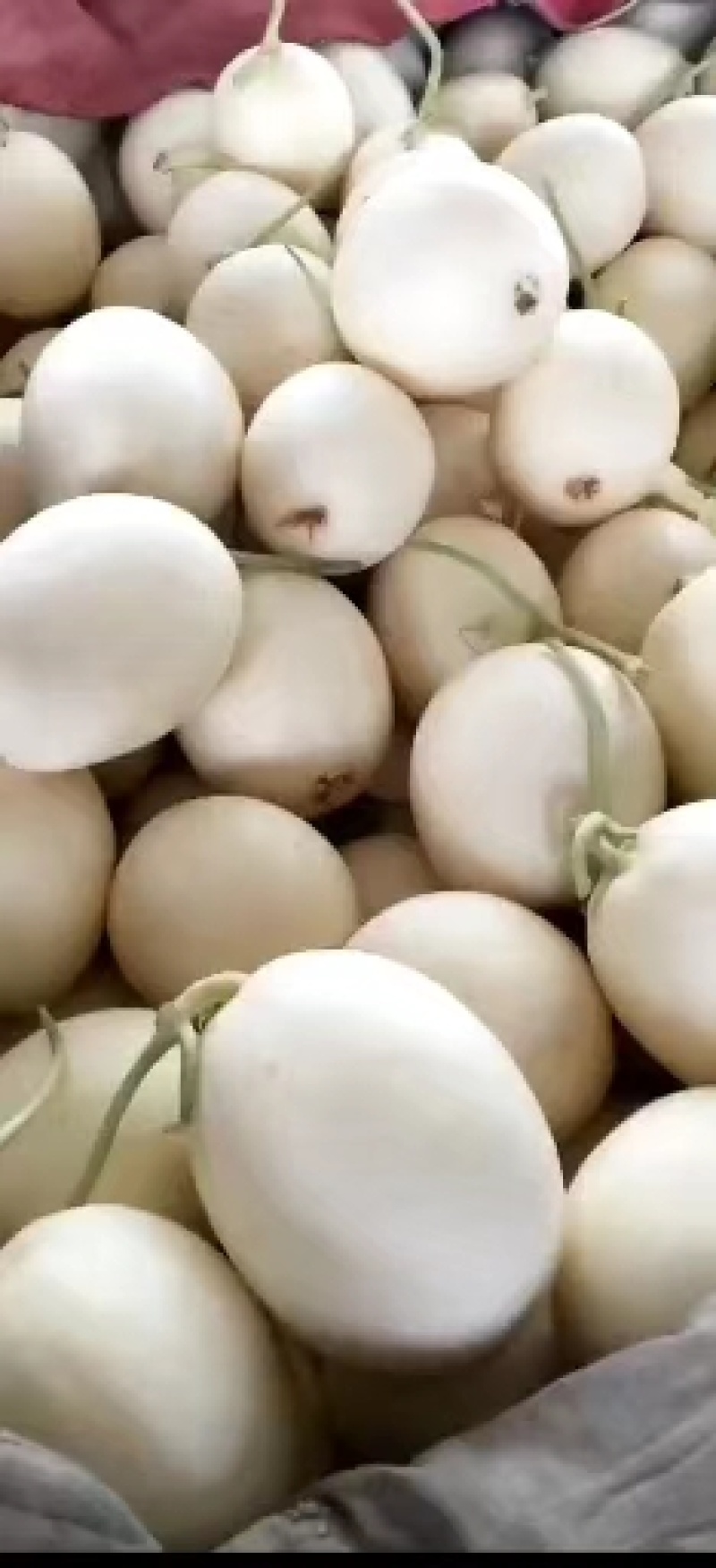 菏泽甜红玉甜瓜甜度有保证量大优惠欢迎各地客商咨询选