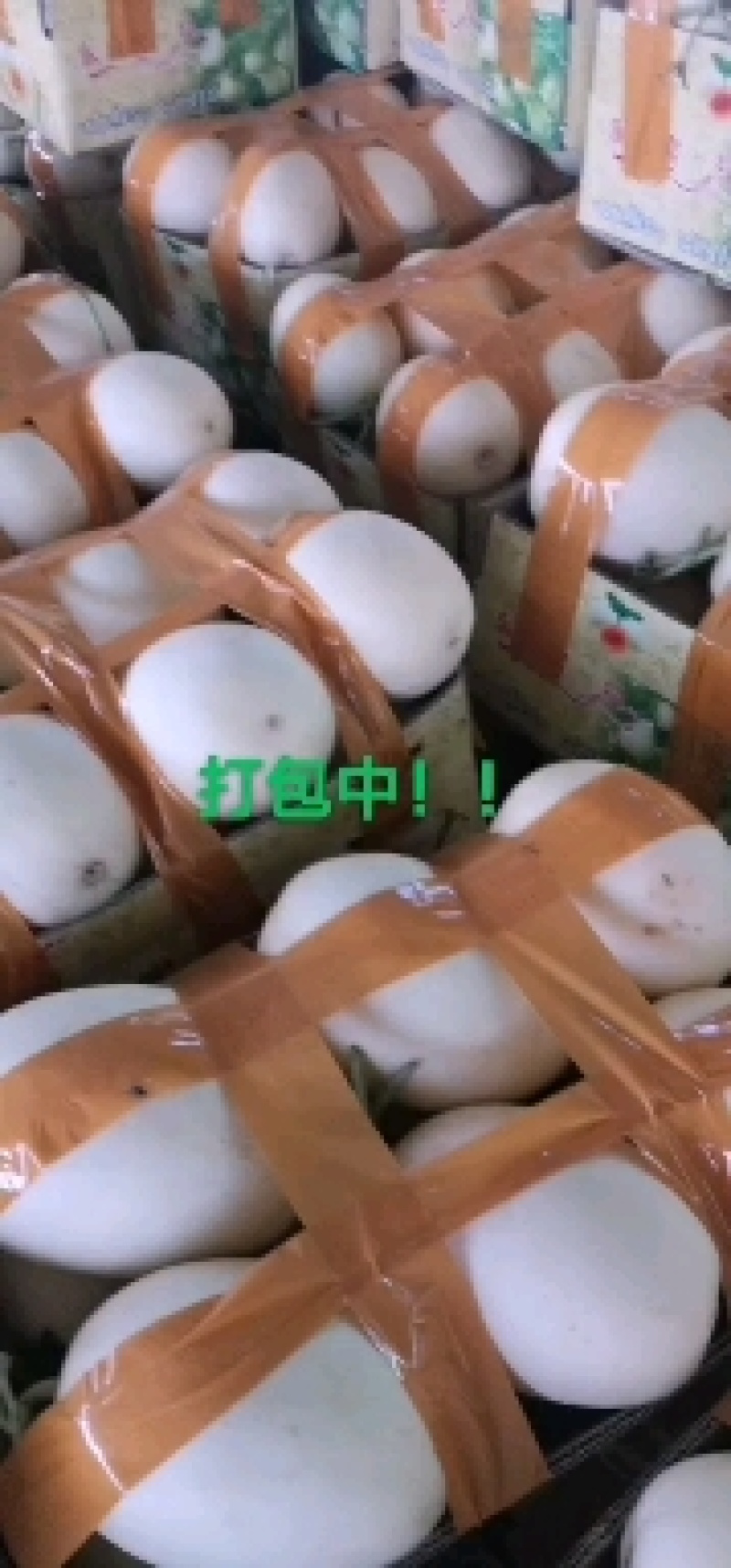 菏泽甜红玉甜瓜甜度有保证量大优惠欢迎各地客商咨询选