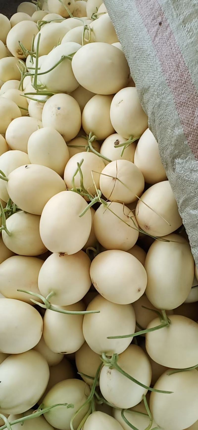 菏泽甜红玉甜瓜甜度有保证量大优惠欢迎各地客商咨询选