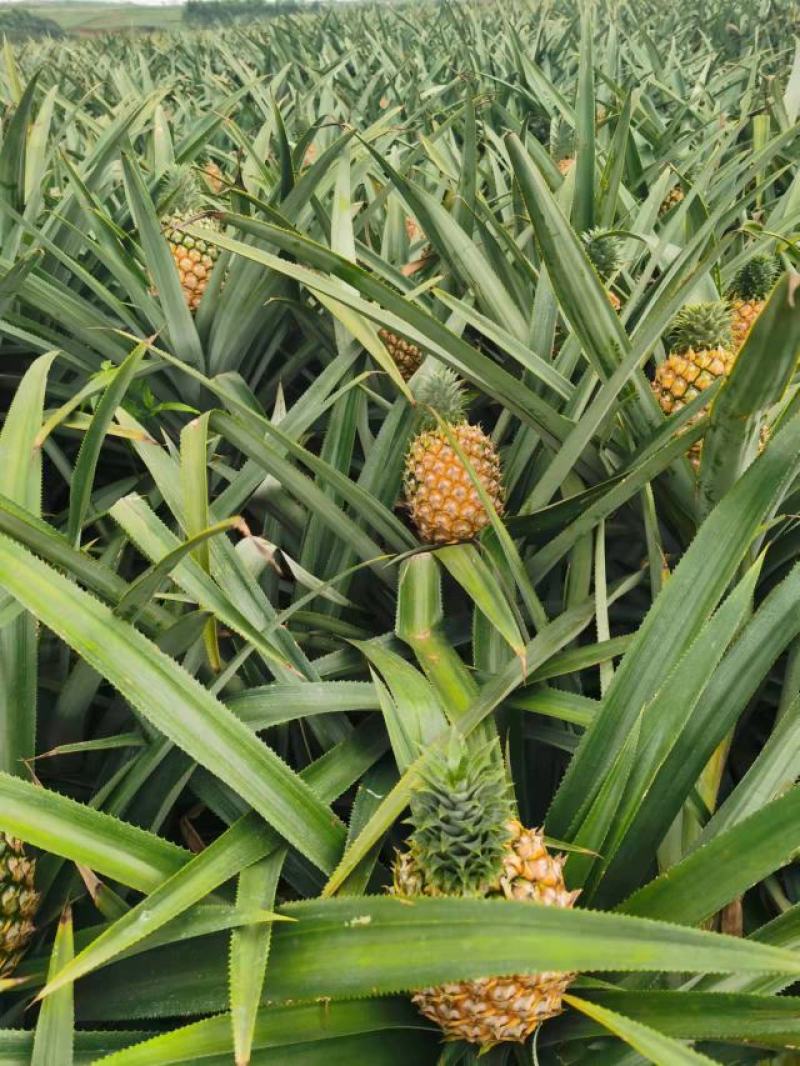 广东徐闻菠萝大量上市对接批发电商档口基地直发来电咨询