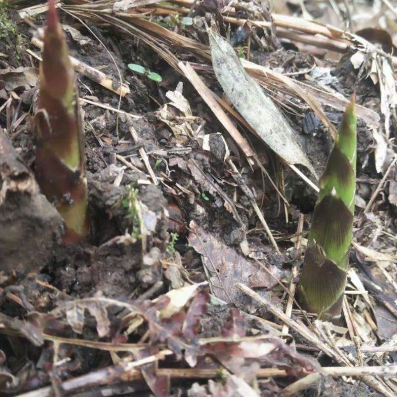 各种山野菜