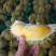【精品】榴莲大量上市.质量好有需要的联系.对接市场超市