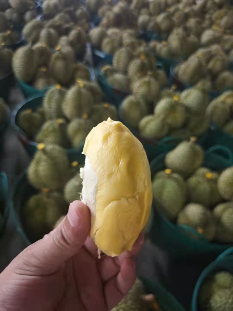 【精品】榴莲大量上市.质量好有需要的联系.对接市场超市