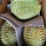 【精品】榴莲大量上市.质量好有需要的联系.对接市场超市