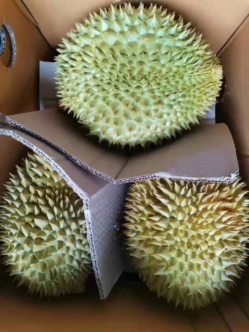 【精品】榴莲大量上市.质量好有需要的联系.对接市场超市