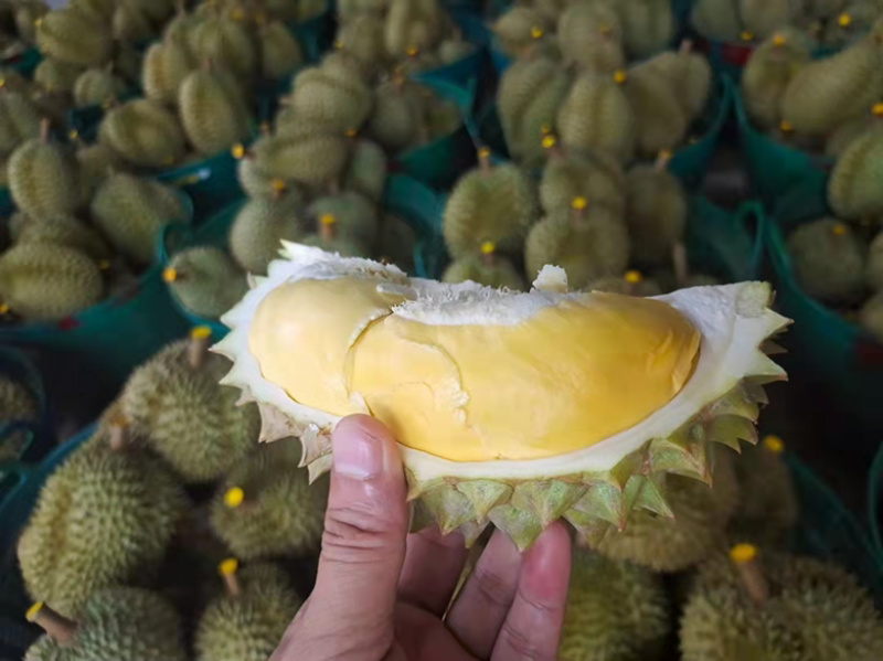 【精品】榴莲大量上市.质量好有需要的联系.对接市场超市