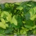 山野菜