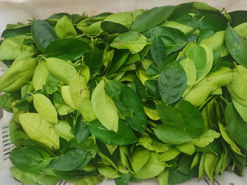 山野菜