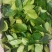 山野菜