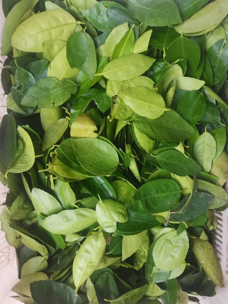 山野菜