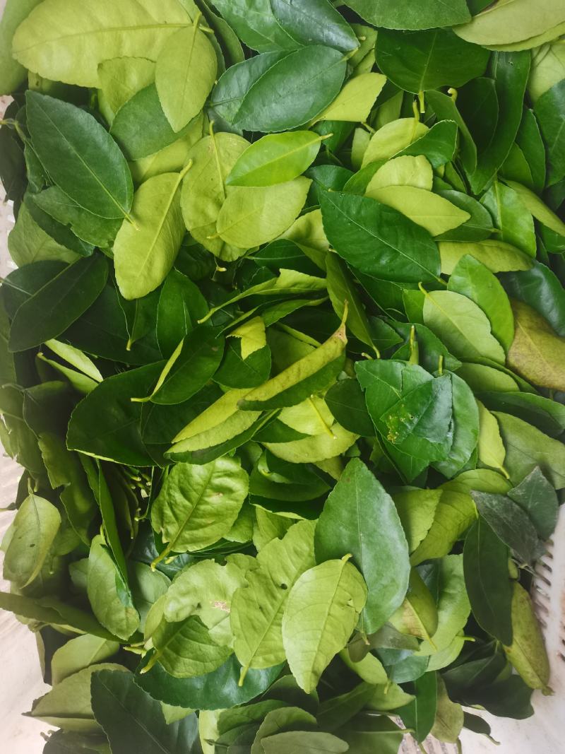 山野菜