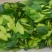 山野菜