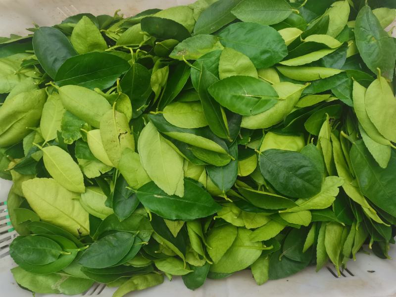 山野菜