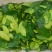 山野菜