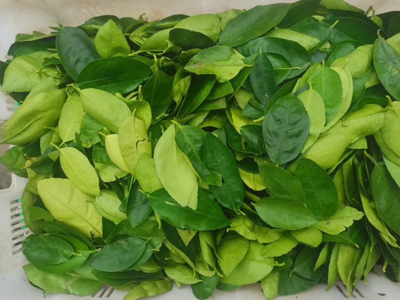 山野菜