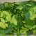 山野菜
