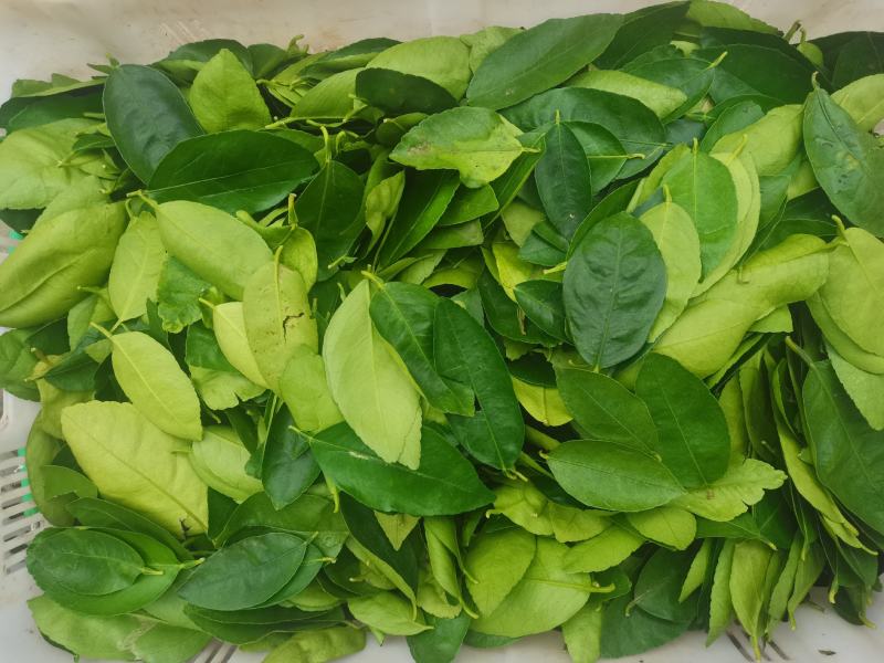 山野菜