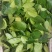 山野菜
