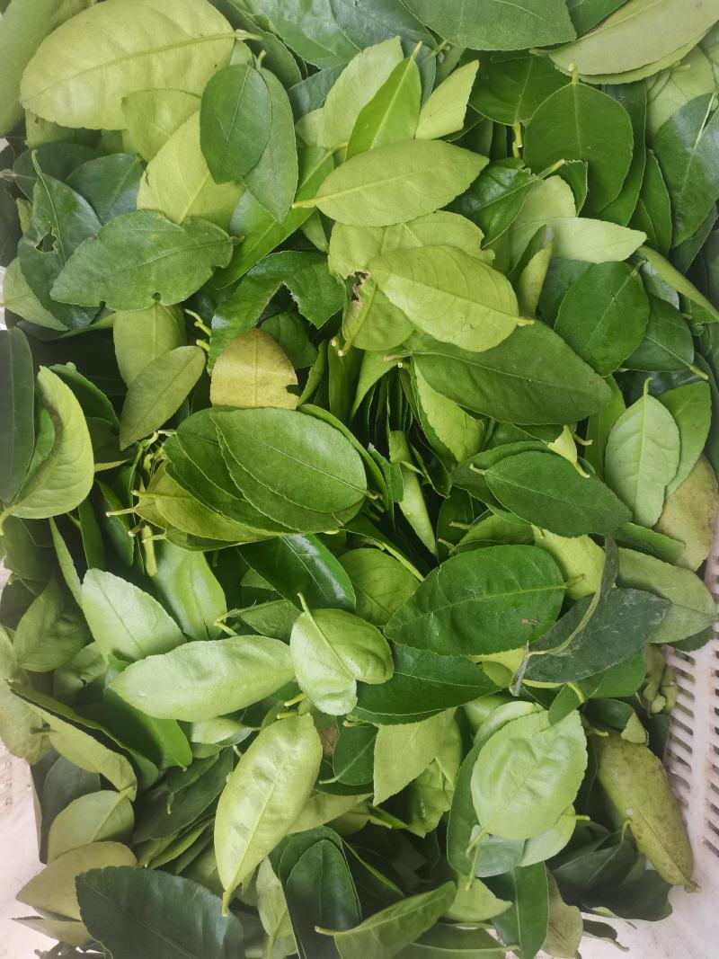 山野菜