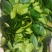 山野菜