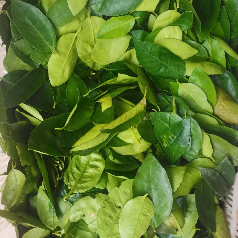 山野菜