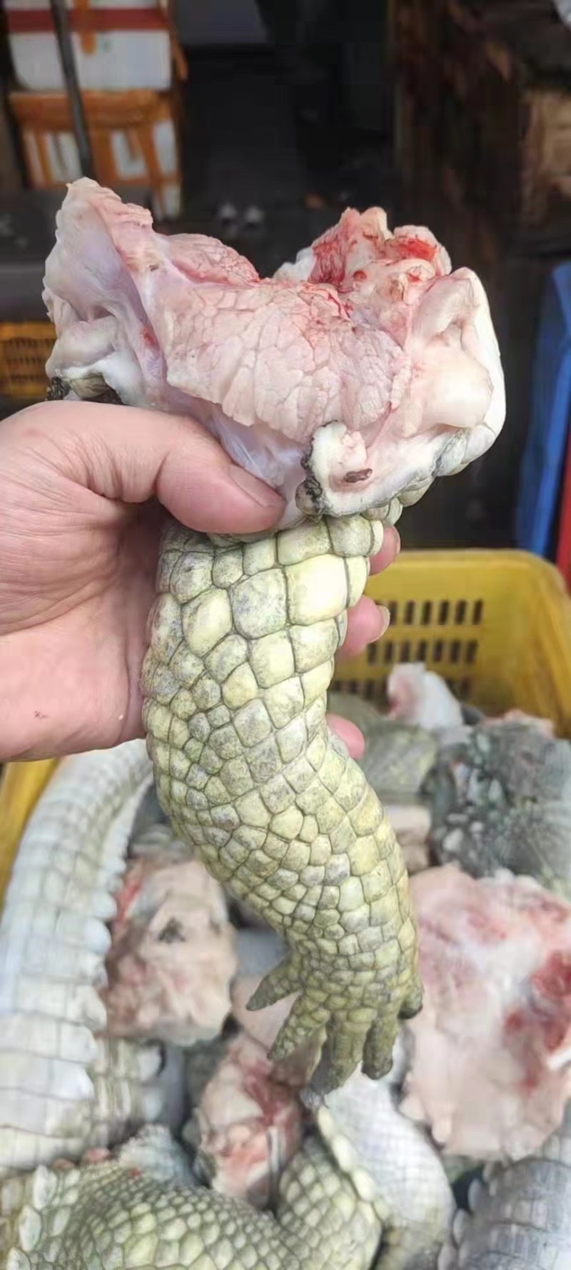 鳄鱼苗鳄鱼成品鳄鱼肉大量有货养殖基地直发手续齐全
