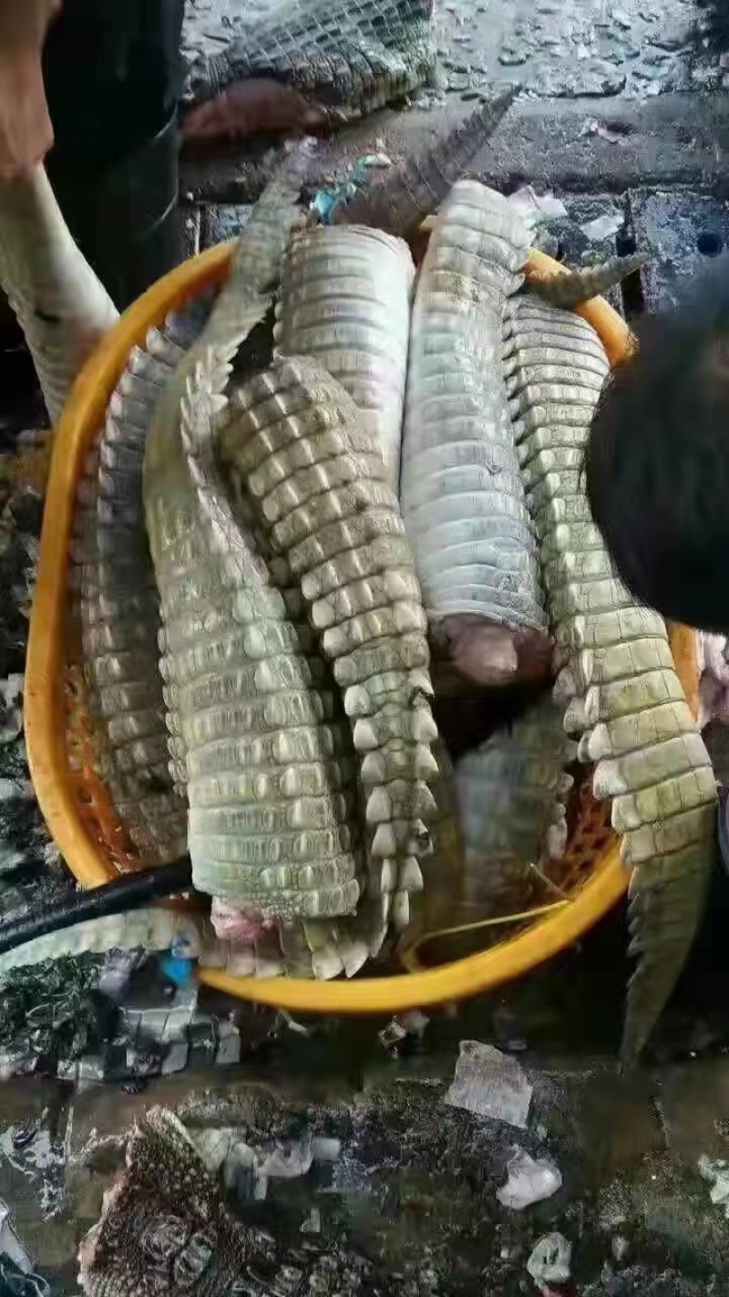 鳄鱼苗鳄鱼成品鳄鱼肉大量有货养殖基地直发手续齐全