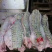 鳄鱼苗鳄鱼成品鳄鱼肉大量有货养殖基地直发手续齐全