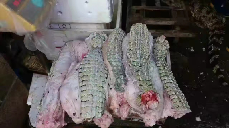 鳄鱼苗鳄鱼成品鳄鱼肉大量有货养殖基地直发手续齐全