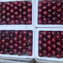 大连樱桃货源充足营养丰富多样，欢迎大家来咨询我们的货