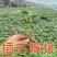 西瓜苗8424大品种西瓜苗嫁接好红心黄心都有