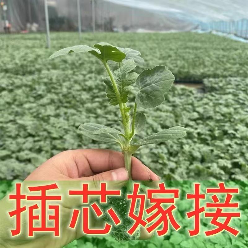 西瓜苗8424大品种西瓜苗嫁接好红心黄心都有