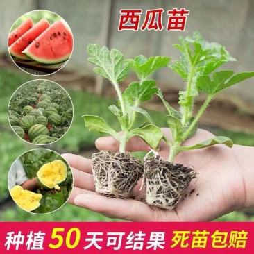 西瓜苗8424大品种西瓜苗嫁接好红心黄心都有