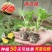 西瓜苗8424大品种西瓜苗嫁接好红心黄心都有