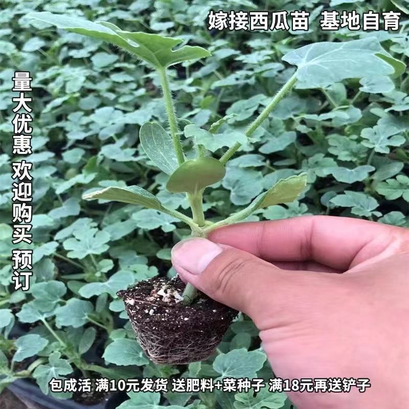 西瓜苗8424大品种西瓜苗嫁接好红心黄心都有