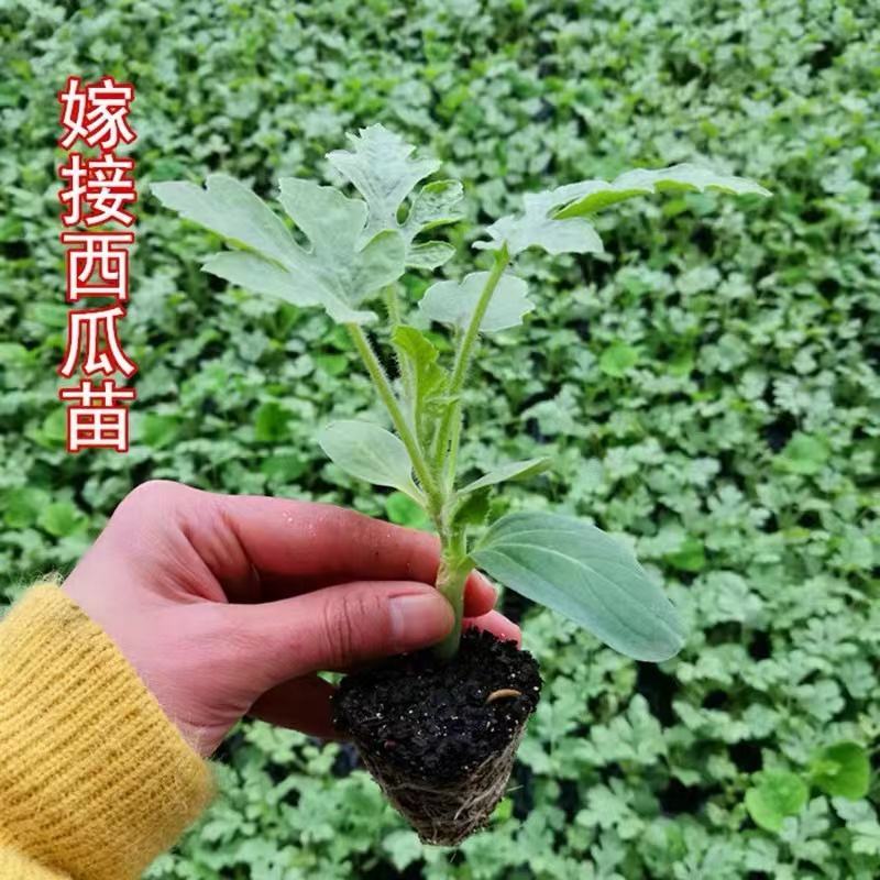 西瓜苗8424大品种西瓜苗嫁接好红心黄心都有