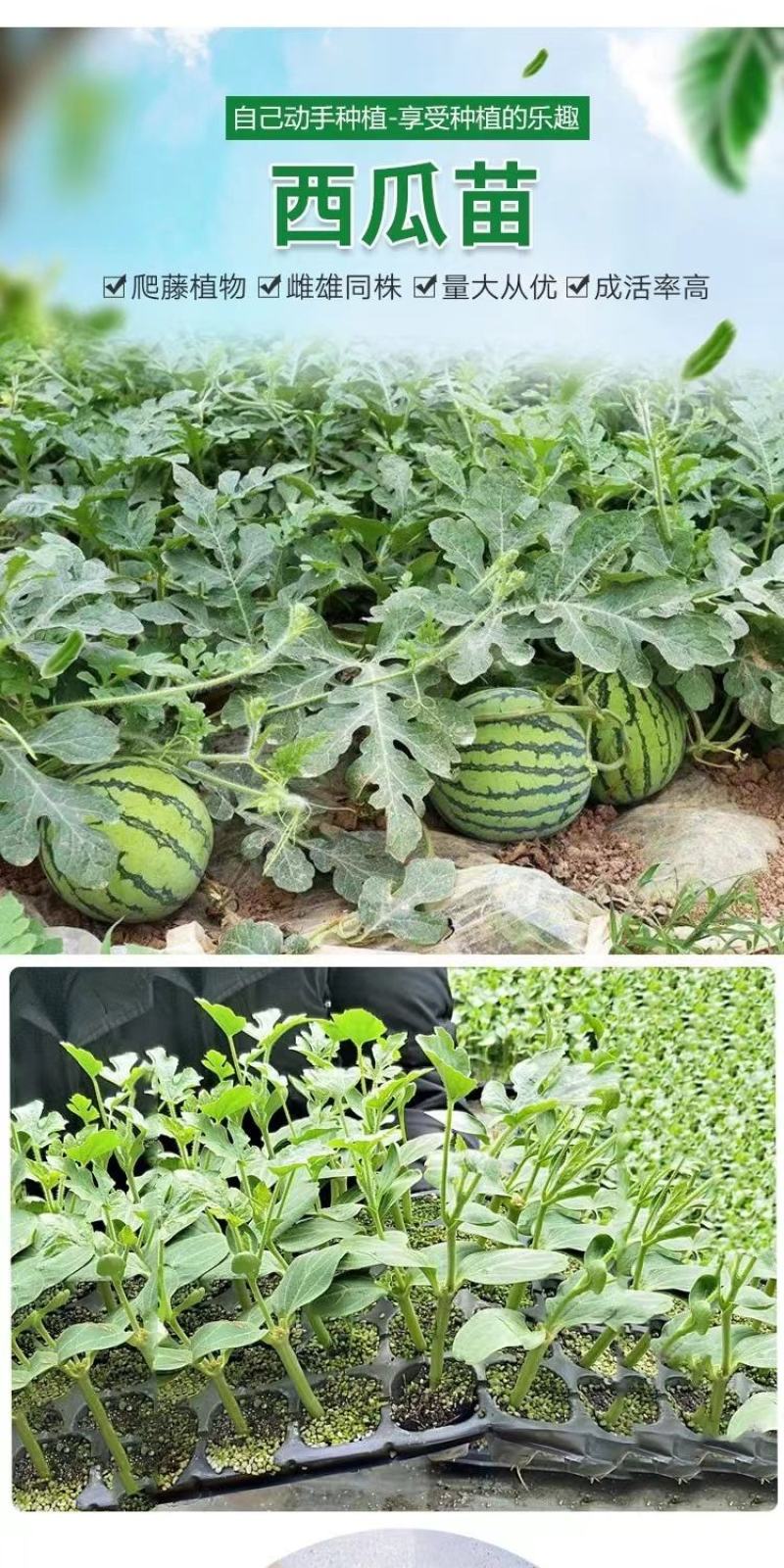 西瓜苗8424大品种西瓜苗嫁接好红心黄心都有